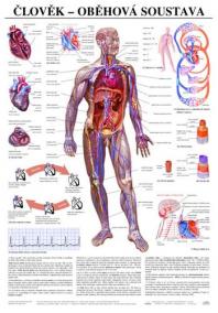 Člověk - oběhová soustava