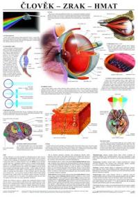 Člověk - zrak - hmat